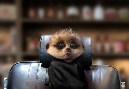 Insurance Compare: Insurance Compare The Meerkat