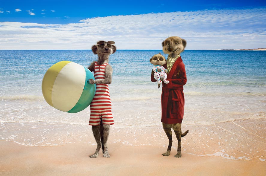 Meerkats at beach