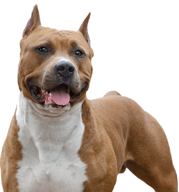 Photo of an American Staffordshire Bull Terrier