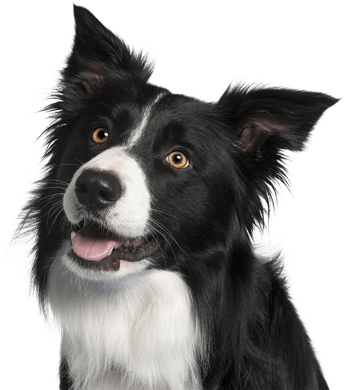 Photo of a Border Collie