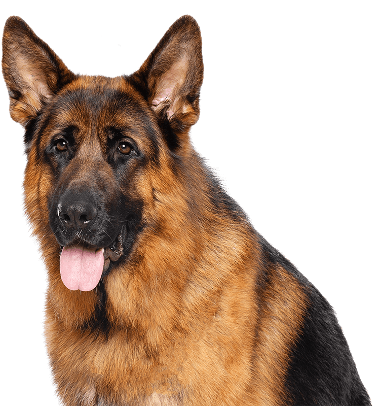 Photo of a German Shepard