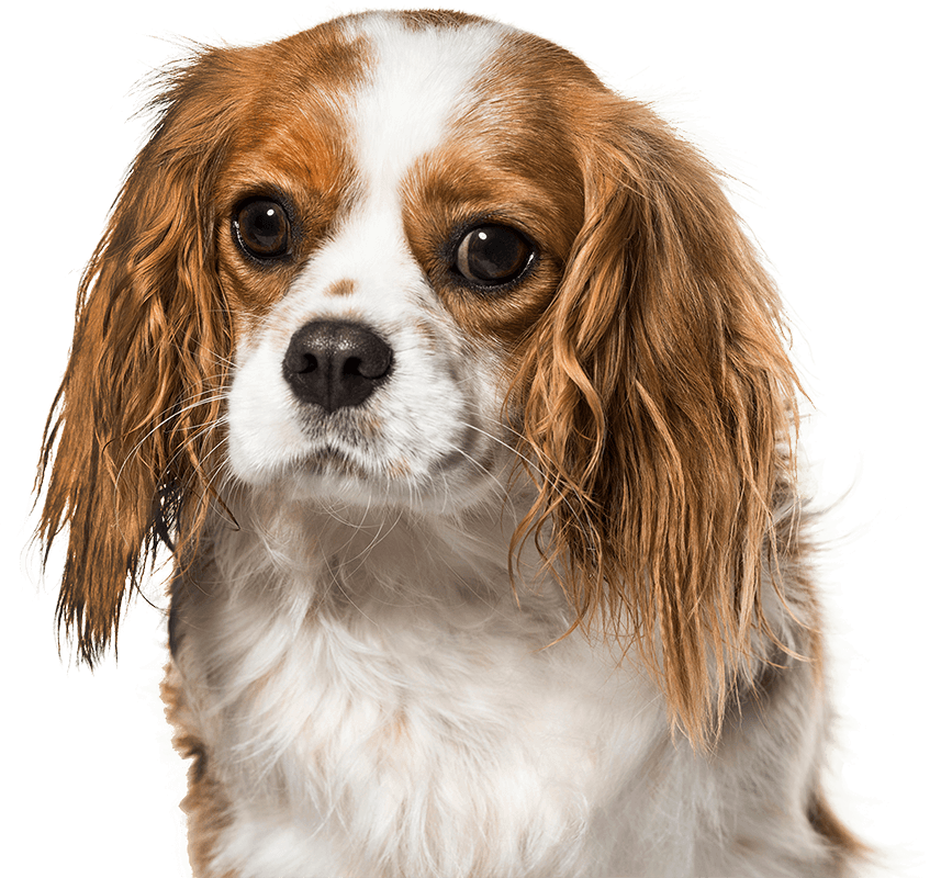 Photo of a King Charles Cavalier