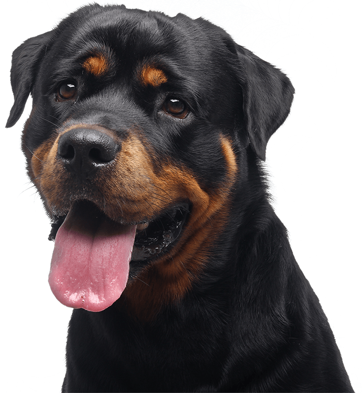 Photo of a Rottweiler