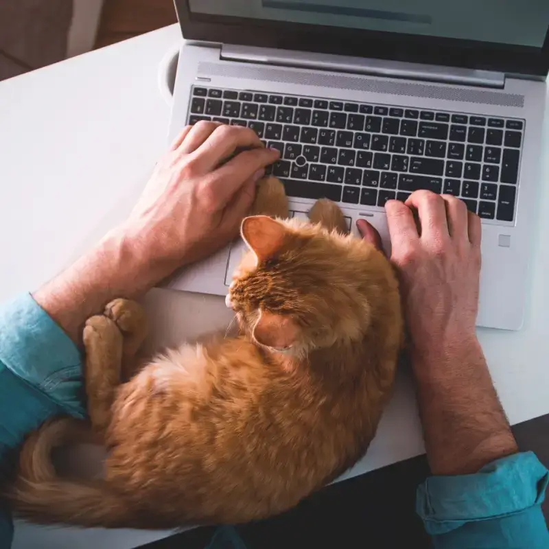 Cat sitting on desk while owner is typing