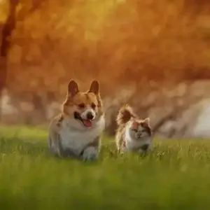 Corgi and cat running through field