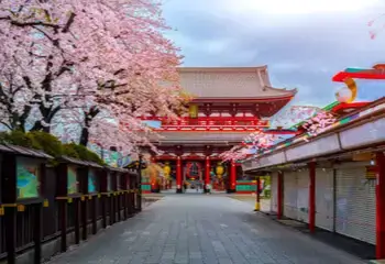 Japanese cherry blossoms and buildings
