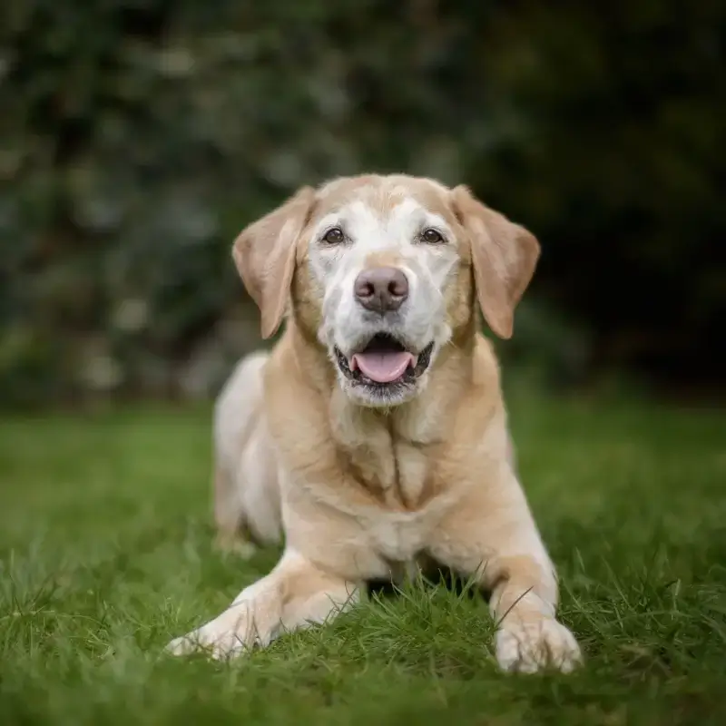 Old golden labrador