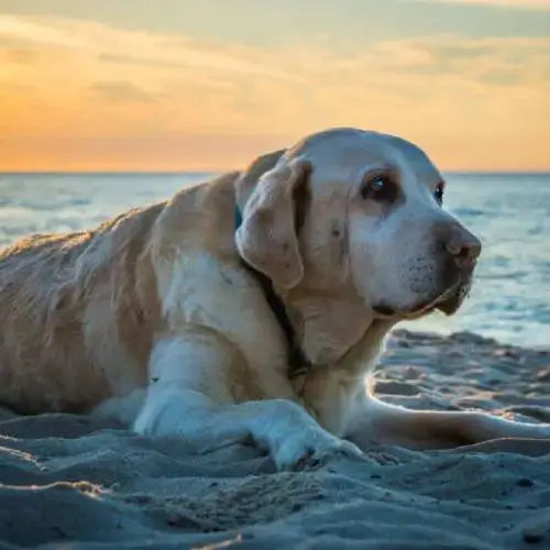 Senior dog sitting on a beach