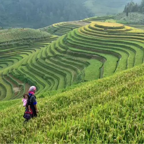 Vietnamese family in a rice field