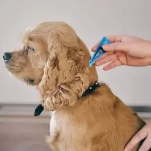 dog-getting-tick-treatment