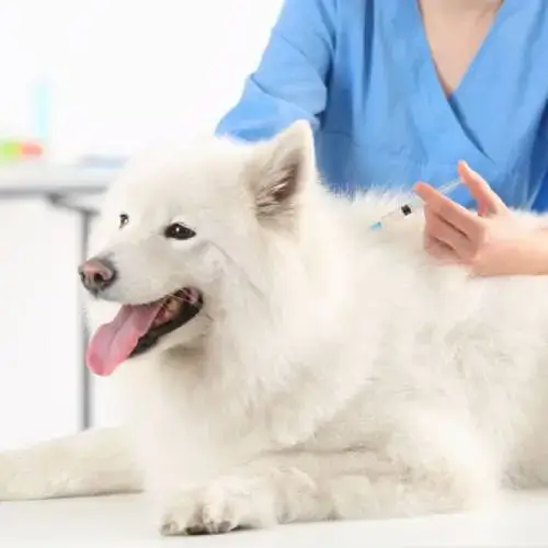 Vet administering dog vaccination