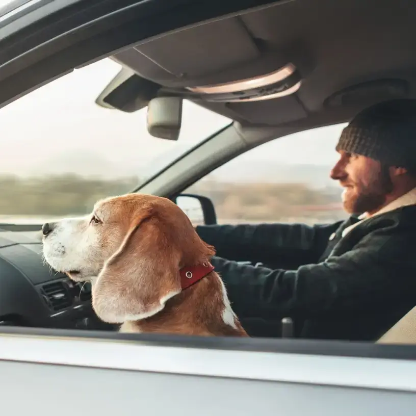 Man driving a car with a beagle in the passenger seat.