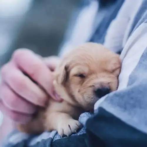 Owner holding a new puppy