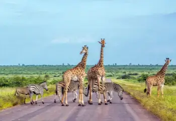 South African landscape with giraffes