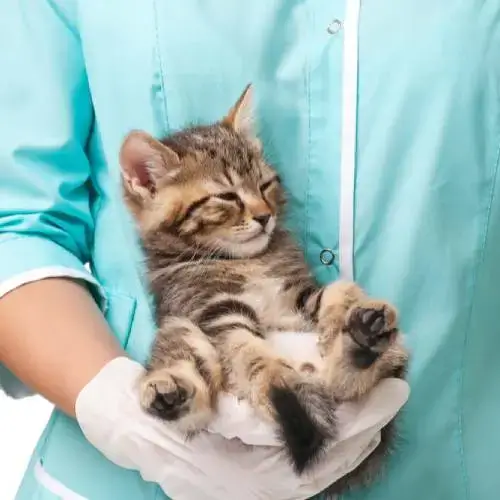 Vet holding a kitten