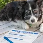 Pet insurance