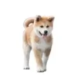 Akita