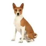 Basenji