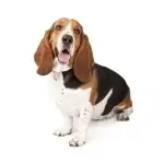 Basset Hound