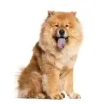 CHOW CHOW