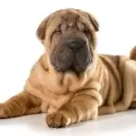 Chinese Shar Pei