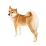 SHIBA INU