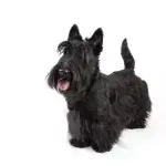 Scottish Terrier (Scotties)