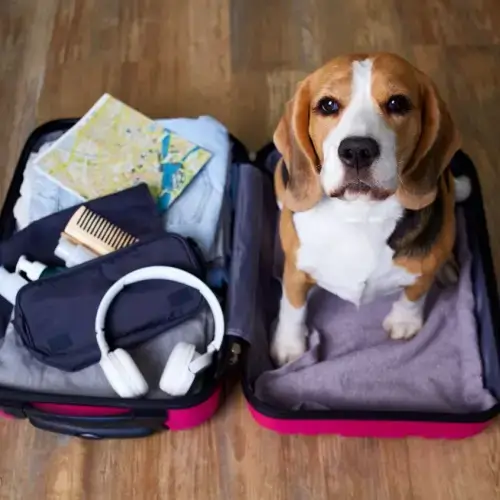 dog sitting on suitcase