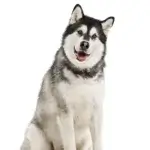Alaskan Malamute