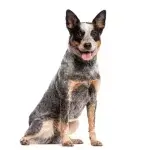 Australian Cattle Dog (Heeler)