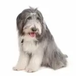 Bearded Collie