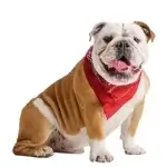 English Bulldog
