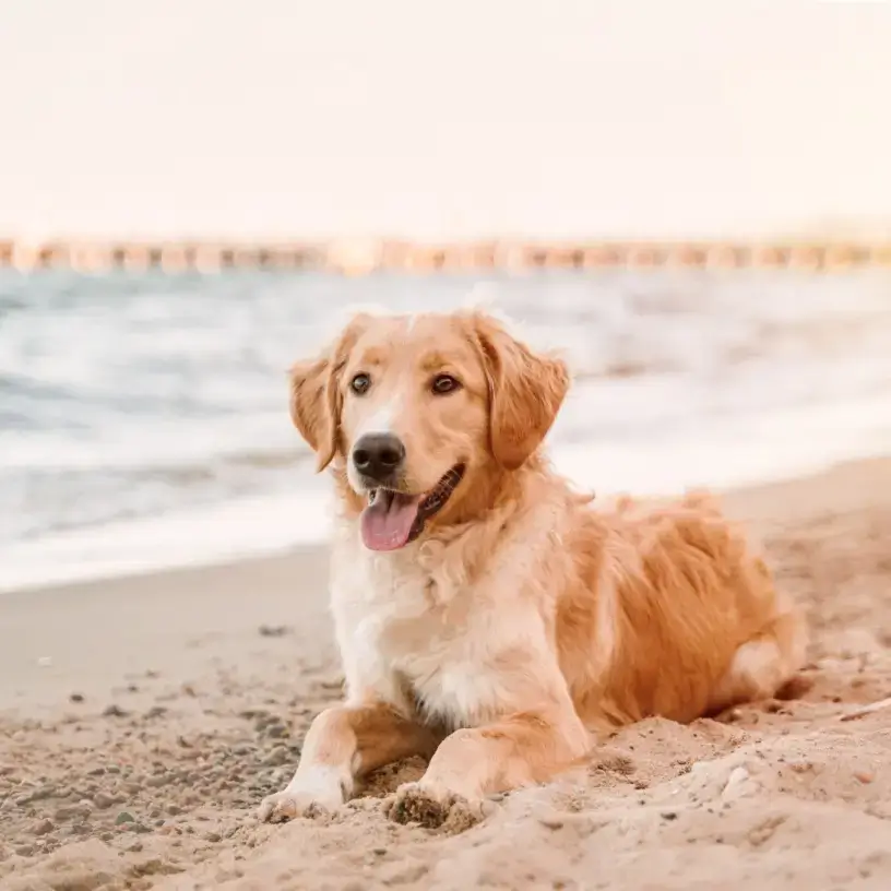 Golden retriever dog lying on a beach