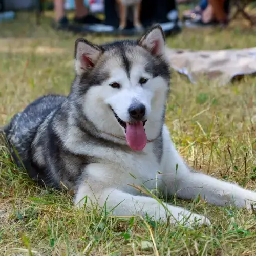 Malamute dog lying on grass