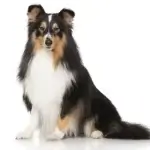 Shetland Sheepdog