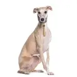 Whippet