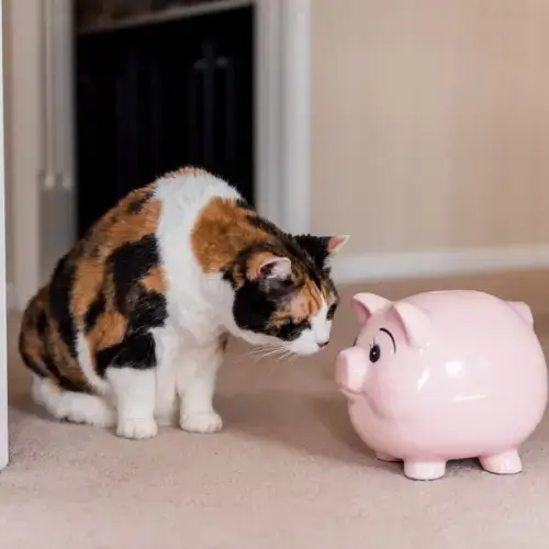 cat looking at piggy bank