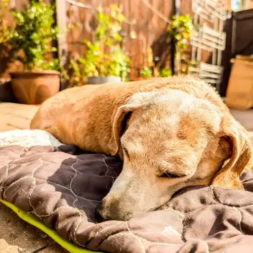 dachshund sleeping