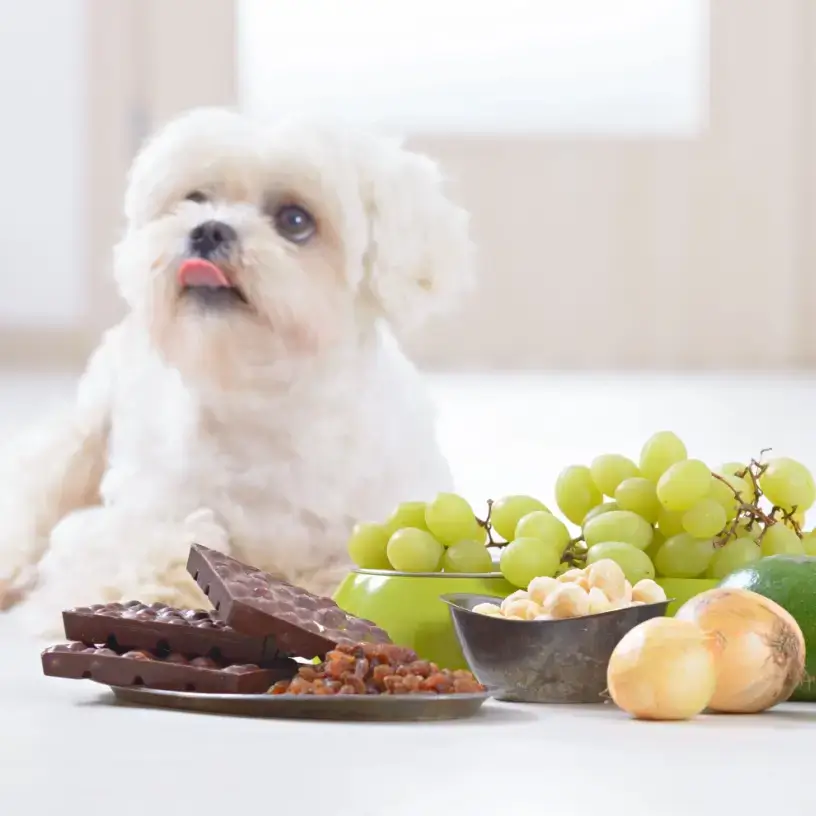 maltese and food