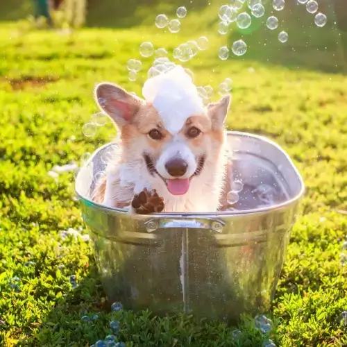Corgi dog in a bathtub