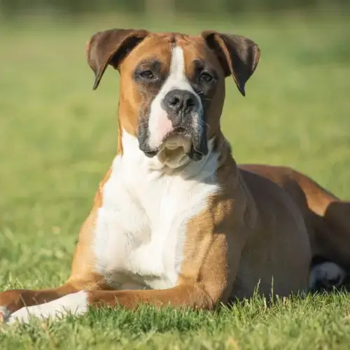 Boxer dog
