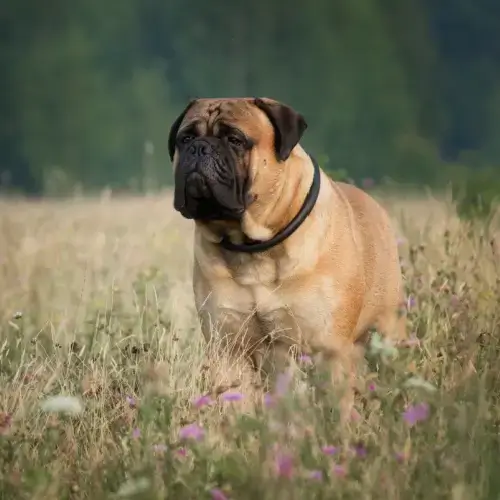 Bullmastiff dog