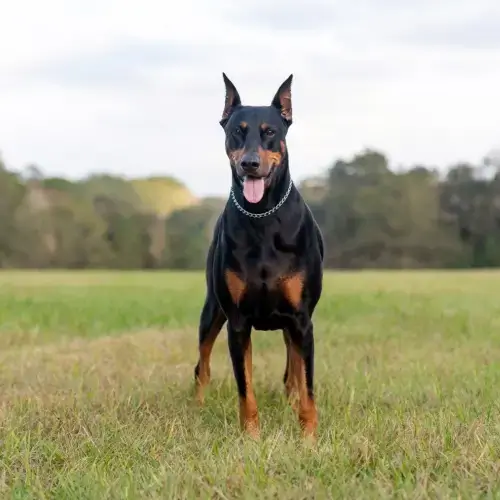 Doberman Pinscher dog