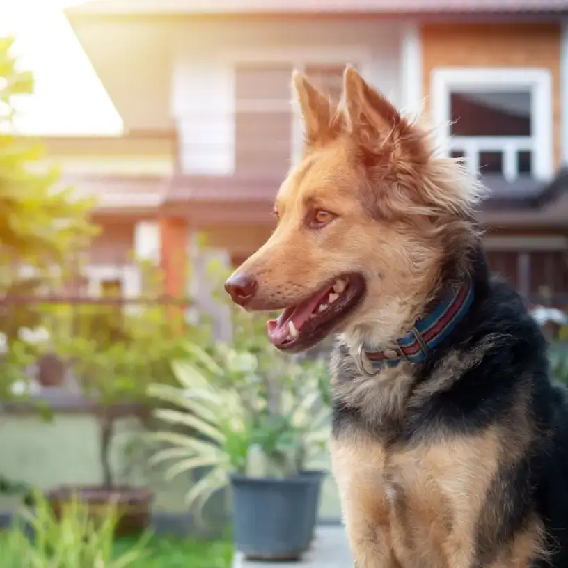 Guard dog at home