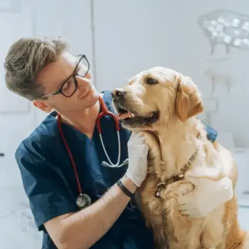 Vet hugging Golden Retriever dog