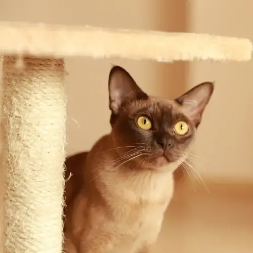 Burmese cat standing under cat scratching tower