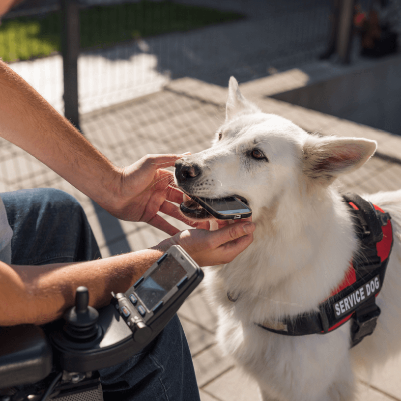Service dog cute fluffy