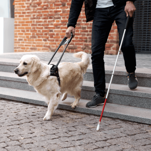 service dog leading blind man