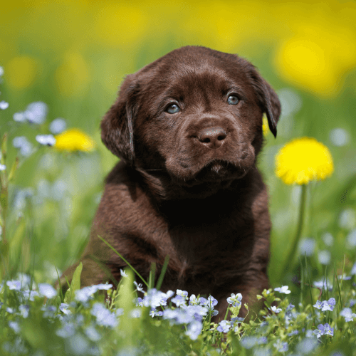 CUTE LABRADOR PUPPY IN FLOWERS