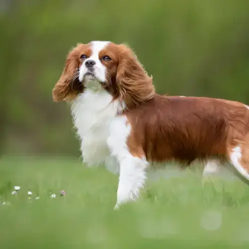 Cavalier King Charles Spaniel